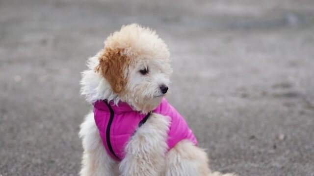 Closeup video portrait of cute young dog dressed in pink warm winter coat