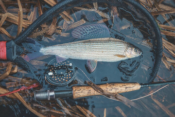 Grayling caught by fly fishing in a stream.