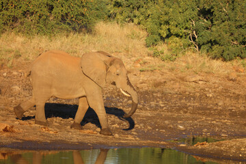 Afrikanischer Elefant / African elephant / Loxodonta africana