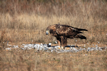The golden eagle (Aquila chrysaetos) feeding on prey - pigeon. Golden eagle plucking a pigeon. Big eagle sitting with prey on the ground in a meadow with a yellow background.