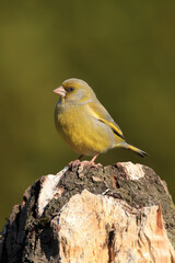 The European greenfinch, or just greenfinch (Chloris chloris) sitting on dry trunk with green background.