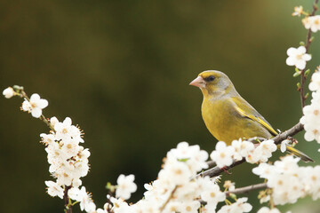 The European greenfinch, or just greenfinch (Chloris chloris) sitting on a blooming blackthorn....