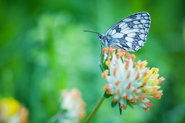 Melanargia galathea. Butterfly in nature. Beautiful picture. Wild nature. Color photograph. Butterfly. Rare object. Butterfly and orchid.