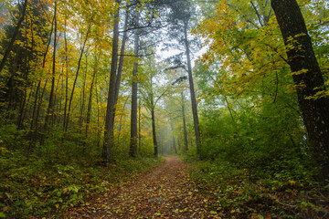 Fototapeta premium path in misty autumn forest 