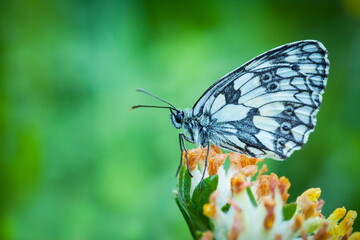 Melanargia galathea. Butterfly in nature. Beautiful picture. Wild nature. Color photograph. Butterfly. Rare object. Butterfly and orchid.