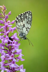 Melanargia galathea. Butterfly in nature. Beautiful picture. Wild nature. Color photograph. Butterfly. Rare object. Butterfly and orchid.