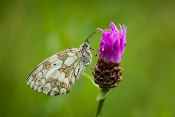 Melanargia galathea. Butterfly in nature. Beautiful picture. Wild nature. Color photograph. Butterfly. Rare object. Butterfly and orchid.