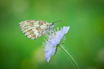 Melanargia galathea. Butterfly in nature. Beautiful picture. Wild nature. Color photograph. Butterfly. Rare object. Butterfly and orchid.