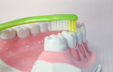 Fototapeta na wymiar Toothbrush brushing lower teeth on teeth model.Dental care demonstration.
