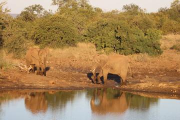 Afrikanischer Elefant / African elephant / Loxodonta africana