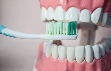 Toothbrush brushing upper teeth on teeth model.Dental care demonstration.