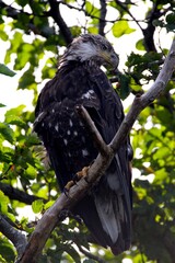 eagle on tree