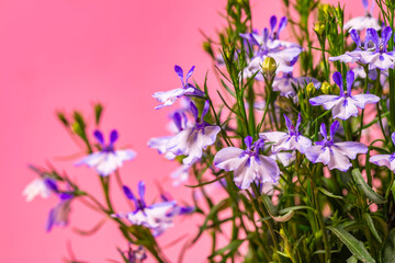 Obraz premium small flowers close up.flower background 