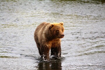 Kodiak Bear