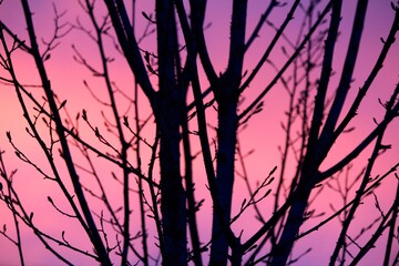 Pink Sunrise