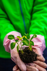 woman planting new green plant 