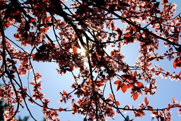 Cherry Blossom