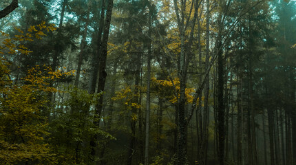 autumn forest in the mist 