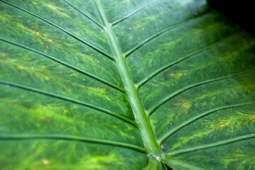 Textura de hoja de planta