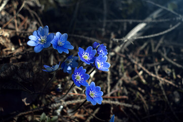 Selective focus. Blue snowdrops in the spring forest. The first spring flowers. Awakening of nature...