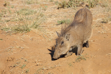 Fototapeta premium Warzenschwein / Warthog / Phacochoerus africanus