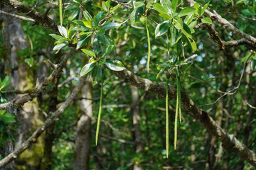 Mangrove seeds in natural mangrove forests of southern Thailand.