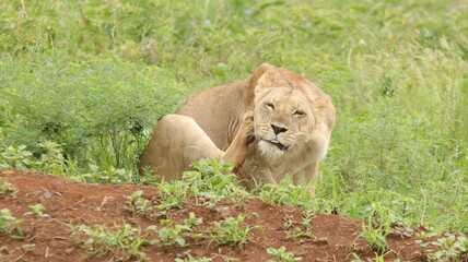 lion in the wild 