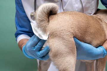 Veterinarians clean the paraanal glands of a dog in a veterinary clinic. A necessary procedure for...
