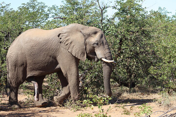 Obraz premium Afrikanischer Elefant / African elephant / Loxodonta africana
