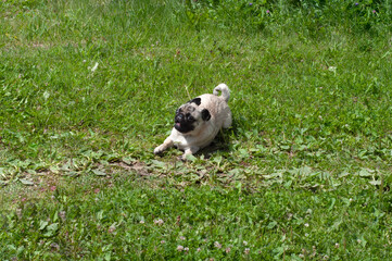 Happy funny pug dog is running on the grass at sunny. Open Mouth. Tongue Out.