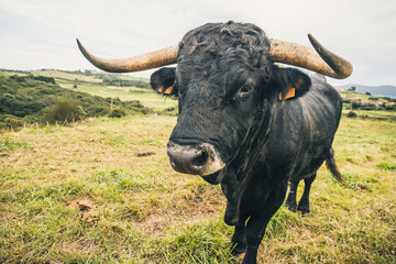 Spanish black bull looking at camera in freedom. Huge horns and affable look.