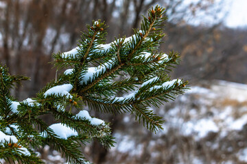 A branch of a green spruce covered with snow.