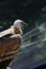 eagle on the zoo
