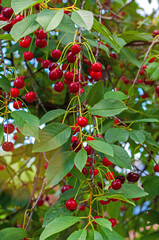Cherries hanging on a cherry tree branch. Red and sweet cherries on a branch.