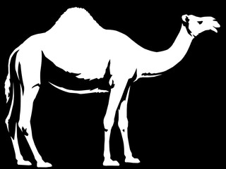 black and white linear paint draw camel illustration art