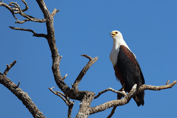 Afrikanischer Schreiseeadler / African fish-eagle / Haliaeetus vocifer.
