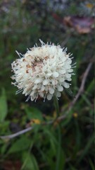 flower of a dandelion