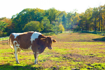 Fototapeta na wymiar 那須　南ヶ丘牧場のガーンジィ牛