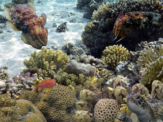 Marine life and coral reefs at the Red Sea