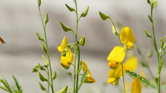 Crotalaria juncea, useful flower In fertilizing the soil
