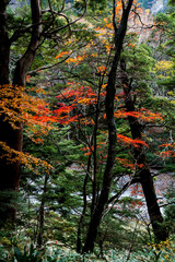 上高地 岳沢湿原〜明神池の遊歩道の紅葉風景（縦構図）