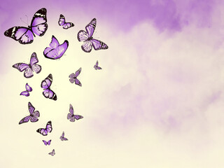 Color sky with clouds and butterflies as background