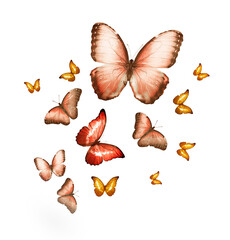 Flock of flying butterflies isolated on white