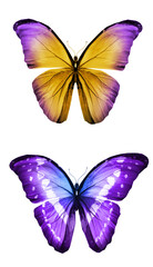 Color butterflies , isolated on white background