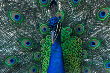 Obraz premium Portrait of beautiful peacock with feathers out (large bird).