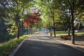 Fototapeta na wymiar Paved pedestrian way or walk way with trees on sides for public walk