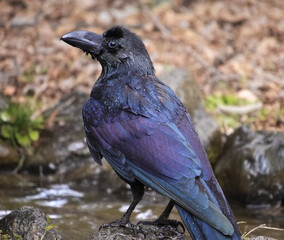 large billed crow