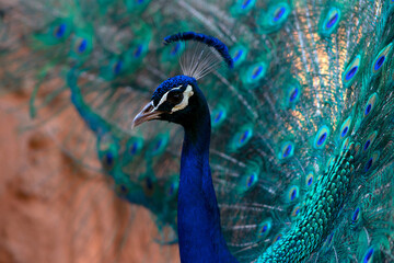 Obraz premium Portrait of beautiful peacock with feathers out (large bird).