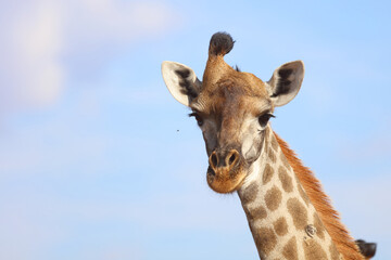 Obraz premium Giraffe / Giraffe / Giraffa Camelopardalis