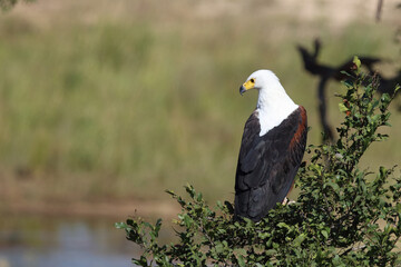 Afrikanischer Schreiseeadler / African fish-eagle / Haliaeetus vocifer.